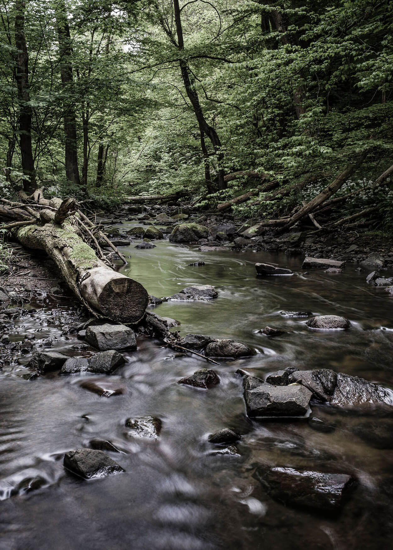 Naturfoto fra Kobbe å Bornholm