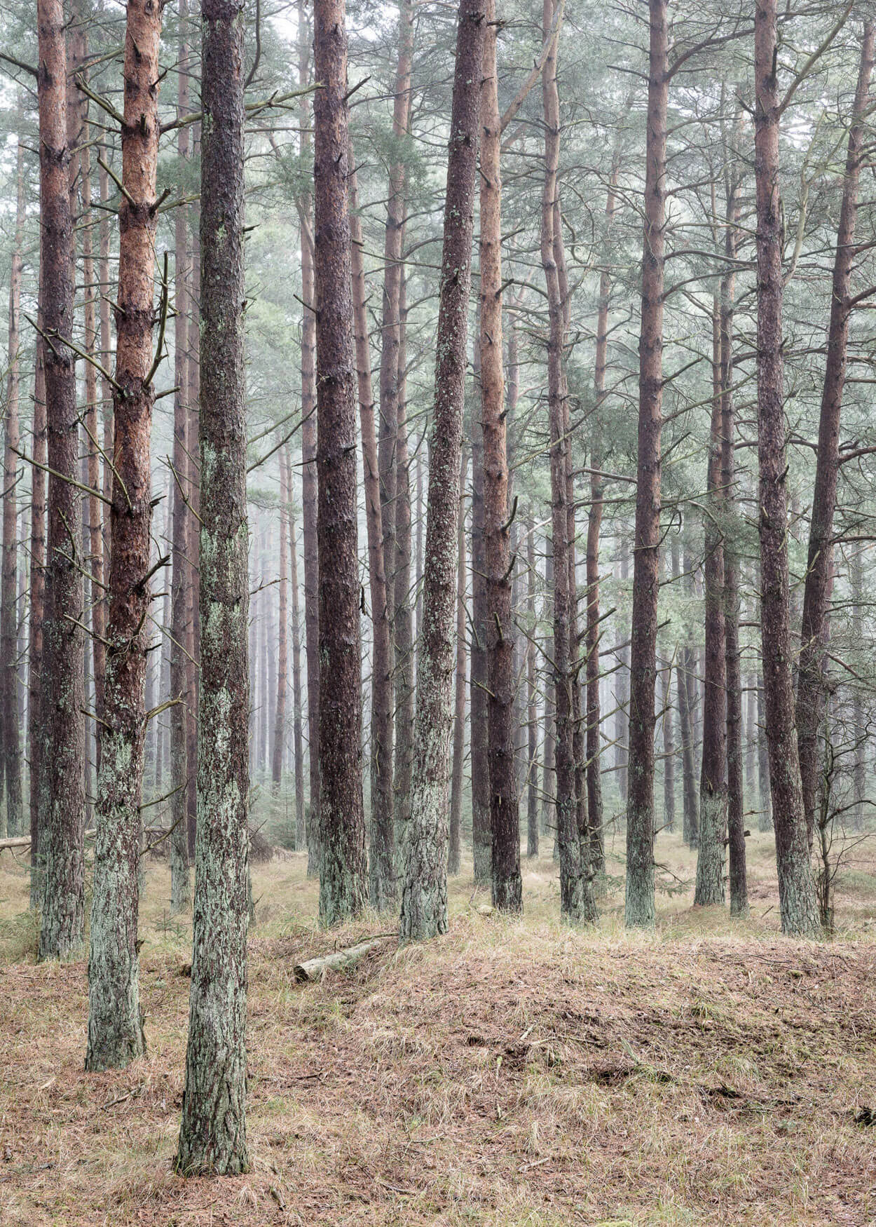 Foto af Fyrreskov fra Læsø