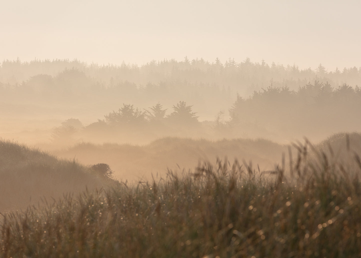 Fotokunst med klitplantage