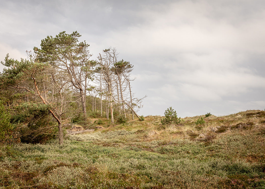Fotografi fra Lodbjerg Klitplantage