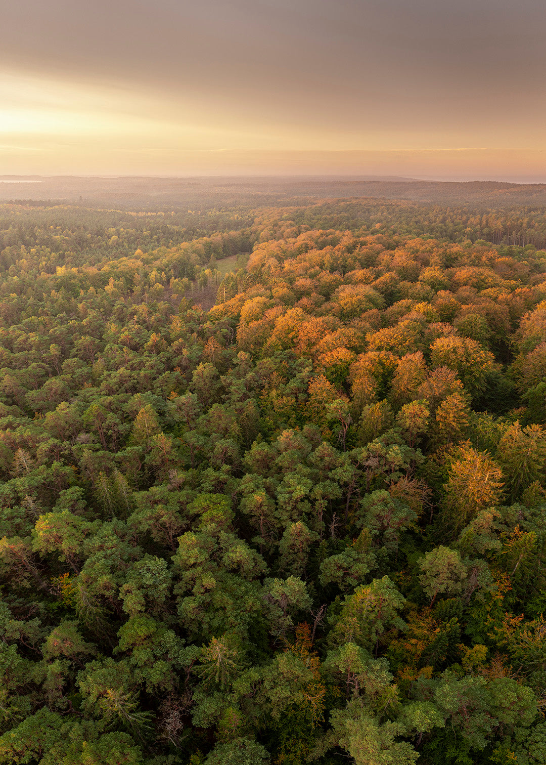 Tisvilde Hegn fotografi med drone – Sensommer over trækronerne | Foto Factory