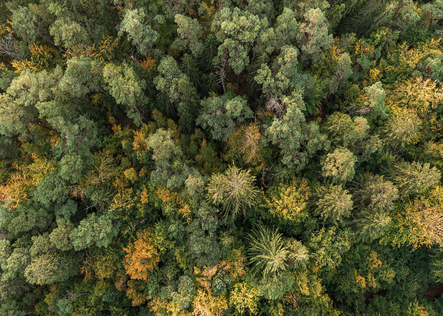 Tisvilde Hegn drone fotografi – Farvespil i trækronerne | Foto Factory