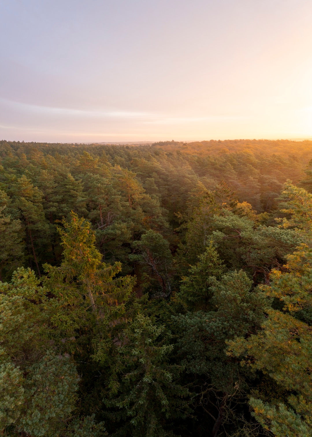 Tisvilde Hegn drone fotografi – Solnedgang over fyrretræerne | Foto Factory