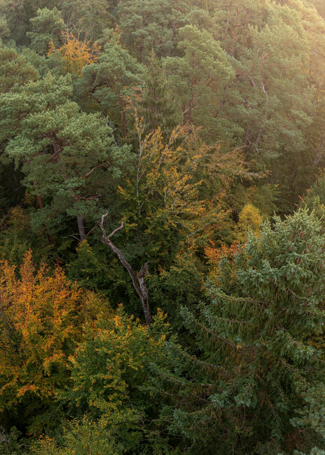 Tisvilde Hegn drone fotografi – Gyldne blade i sensommerlys | Foto Factory