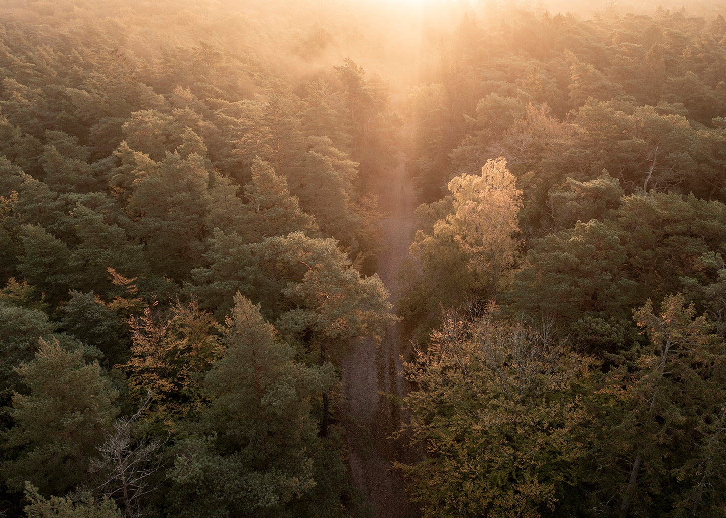 Drone fotografi af Tisvilde Hegn – Sti i gyldent sensommerlys | Foto Factory