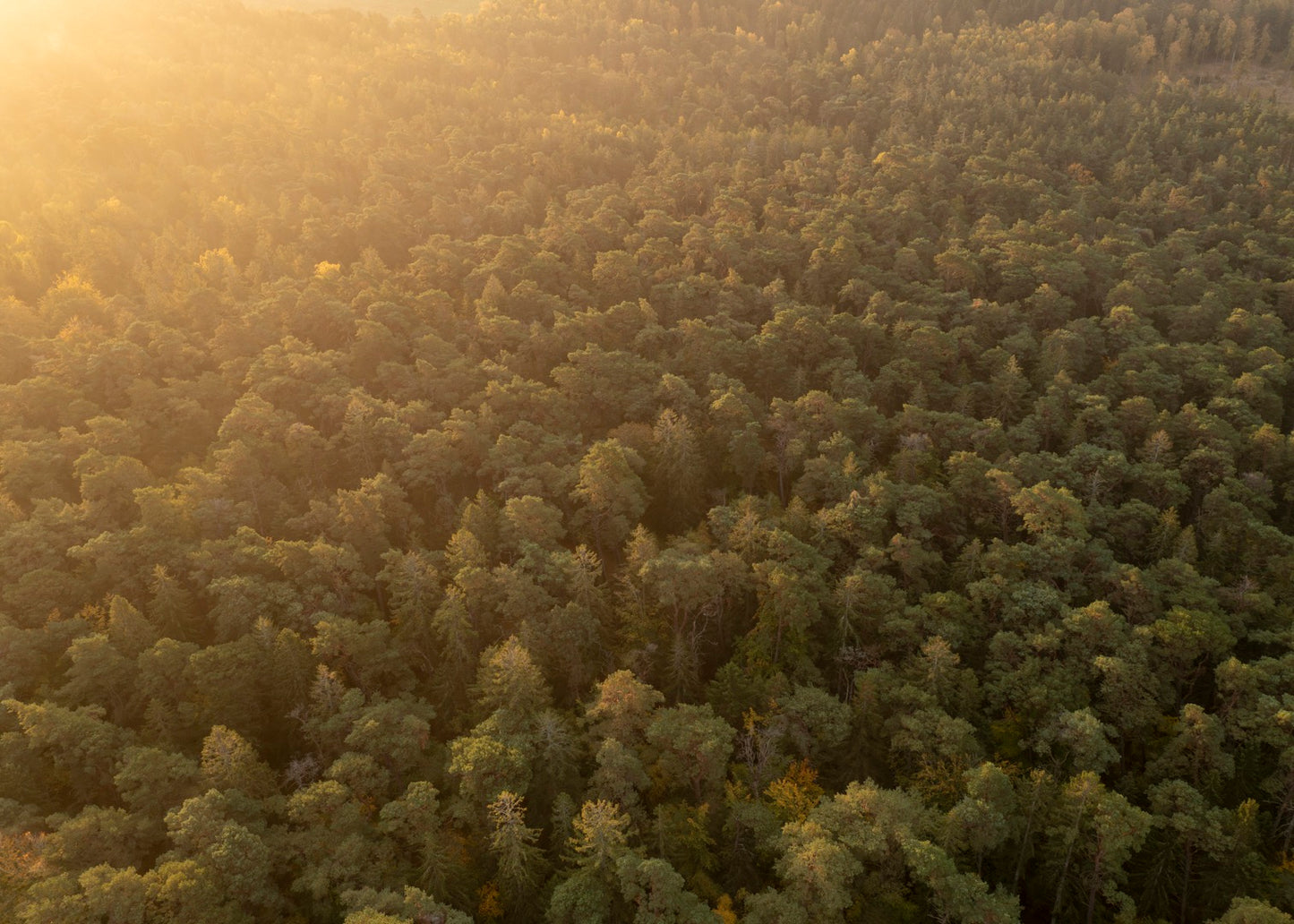 Drone fotografi af Tisvilde Hegn – Solstrejf over trækronerne | Foto Factory