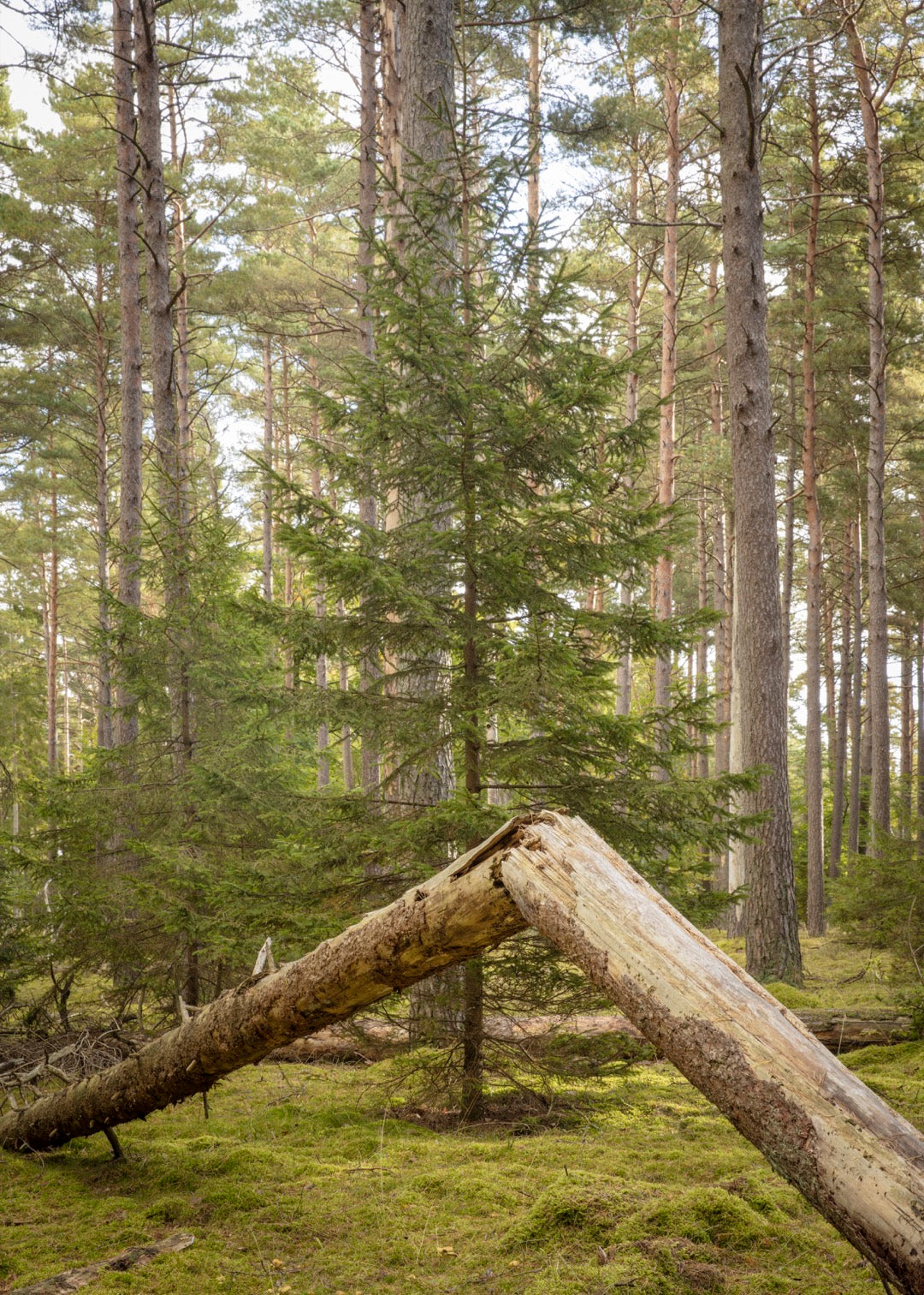 Fotografi fra Tisvilde Hegn – Skovens stille hjørne | Foto Factory