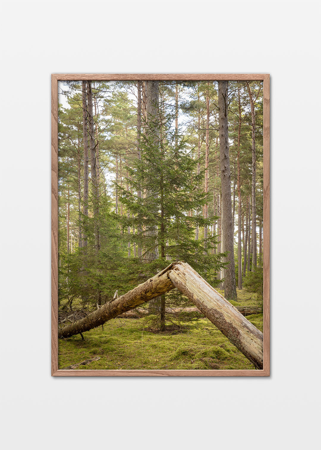 Tisvilde Hegn plakat – Skovens stille hjørne | Foto Factory