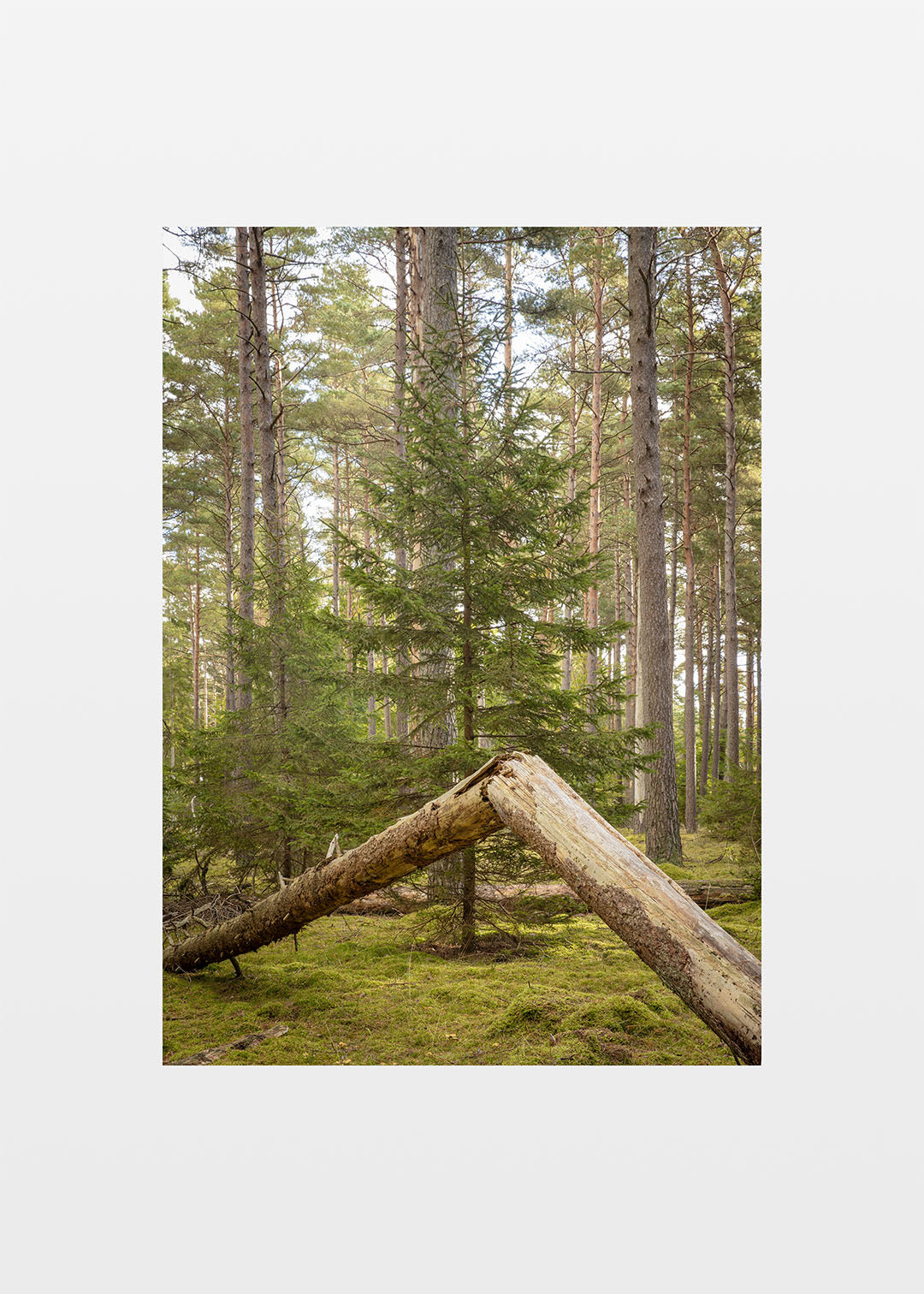 Tisvilde Hegn plakat – Skovens stille hjørne | Foto Factory