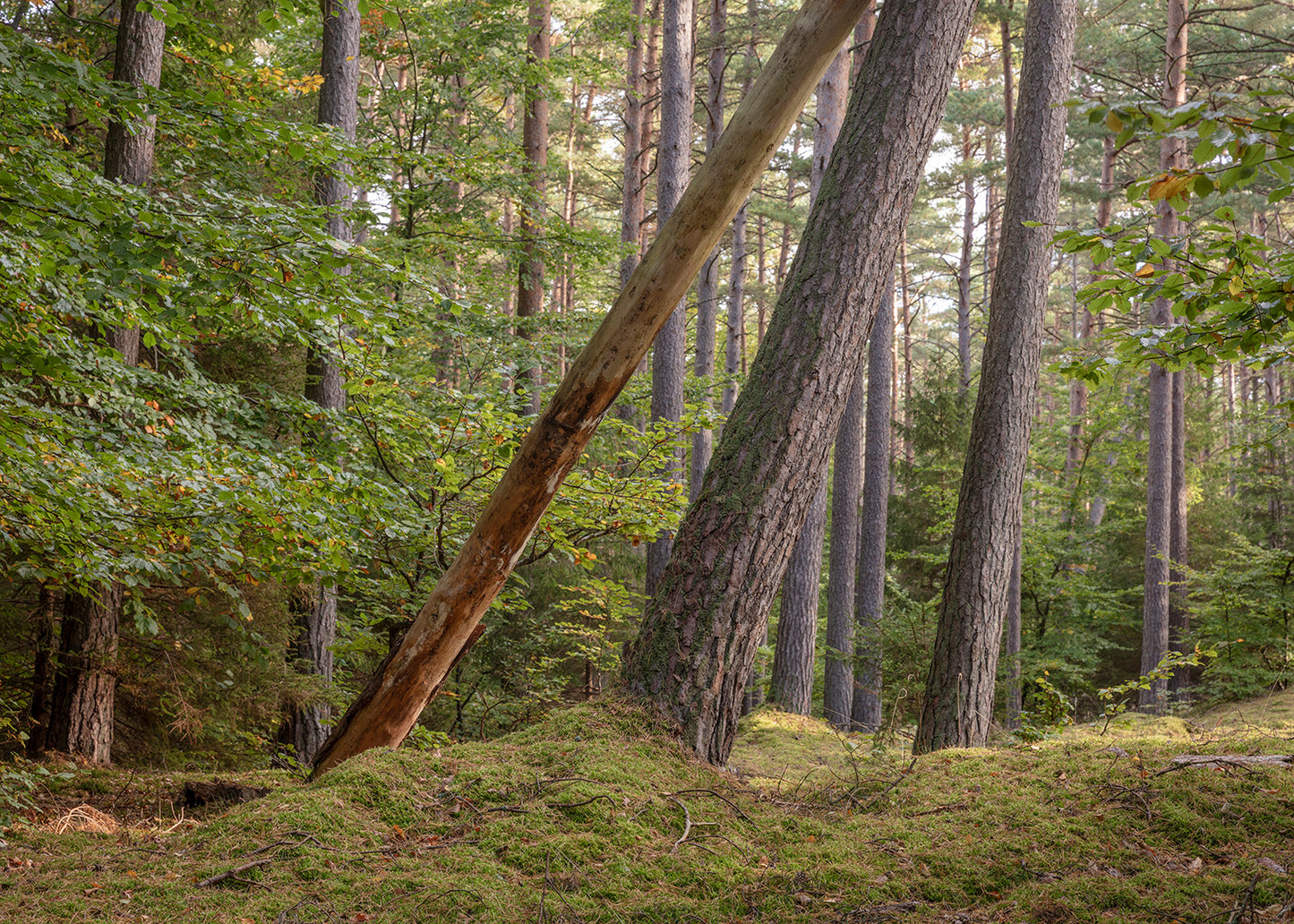 Tisvilde Hegn fotografi – Mosdækket skovbund (vandret) | Foto Factory