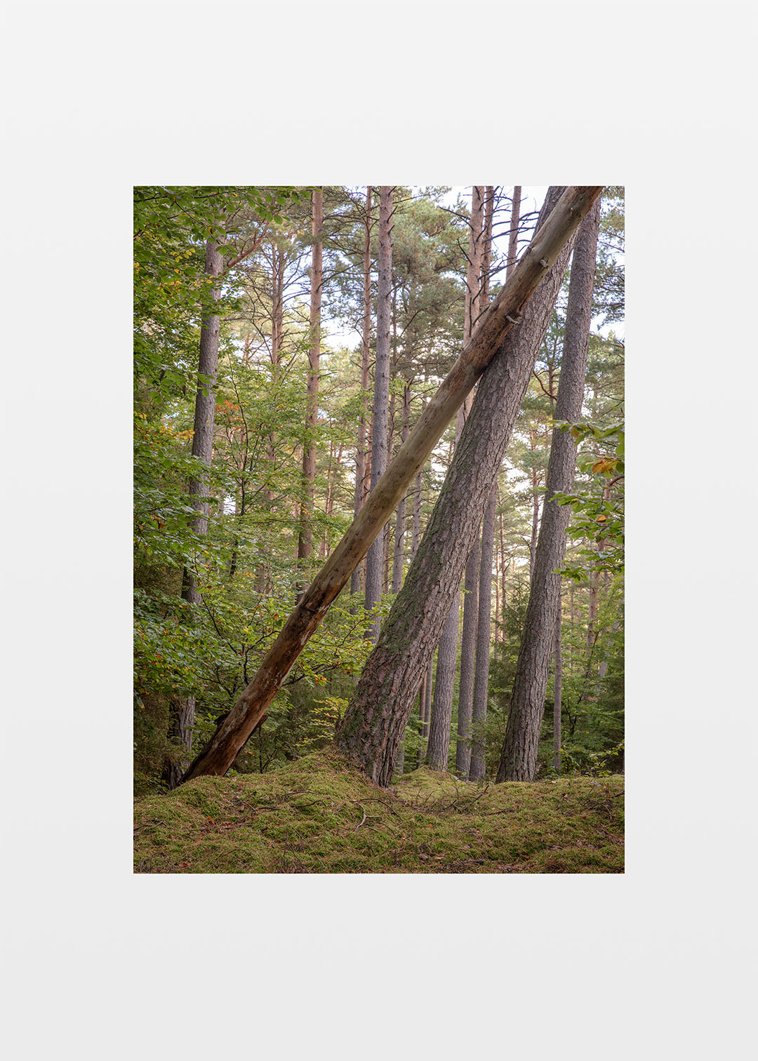 Tisvilde Hegn plakat – Mosdækket skovbund (lodret) | Foto Factory