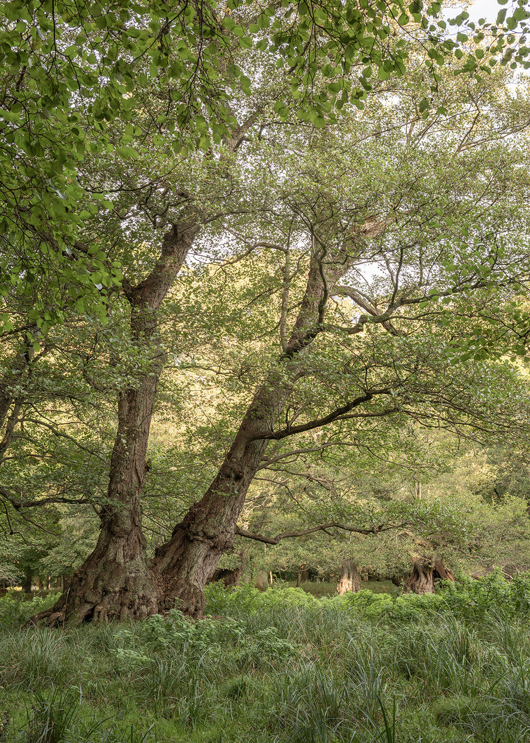 Naturfotografi af Skov i Dyrehaven