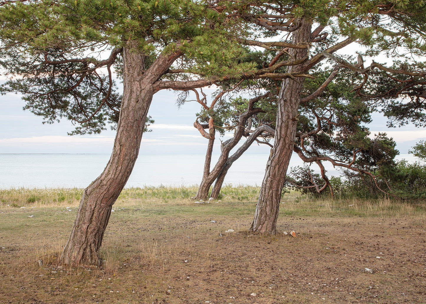 Fotokunst af fyrretræer ved Grogarnsberget, Gotland, Sverige – Foto Factory