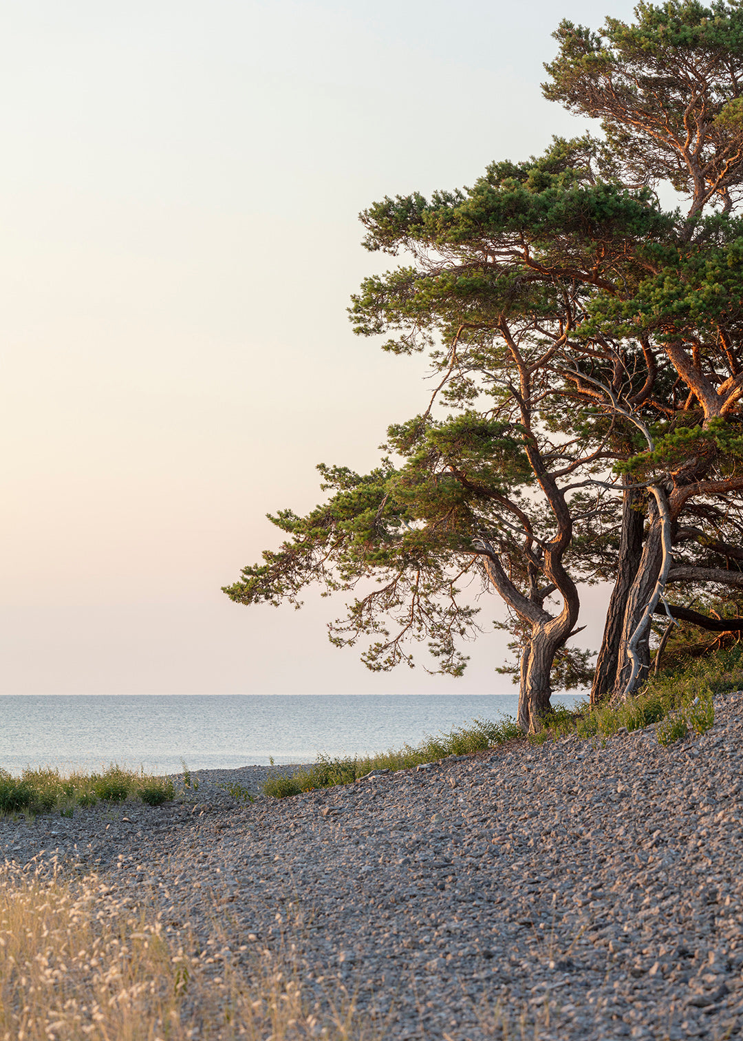 Fyrretræer i solopgang ved stenkysten på Grogarnsberget, Gotland.