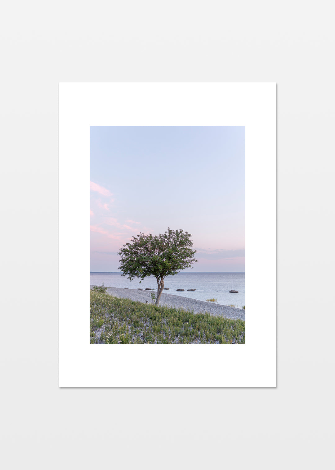 Rønnetræ ved kysten ved Grogarnshuvud i solopgang, med havet og himlen i baggrunden.