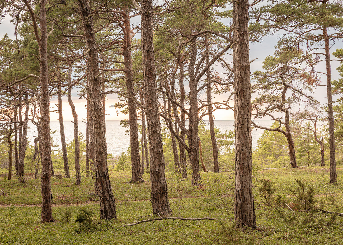 Fotografi af udsigt gennem fyrretræer i Ireån Naturreservat mod havet.