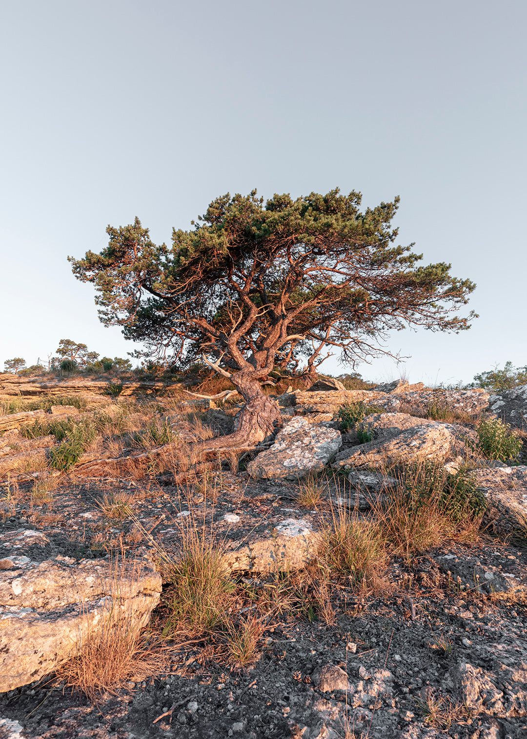 Fotografi af fyrtræ på klippeskrænt ved Furillen, Gotland, Sverige – Foto Factory