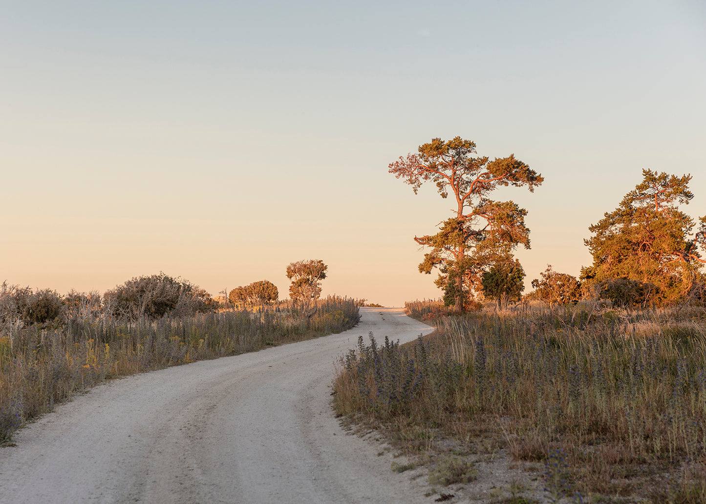 Fotografi af vej gennem landskabet på Furillen, Gotland, Sverige – Foto Factory