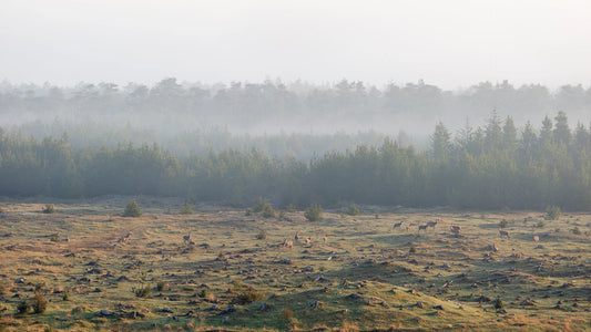 Nationalpark Thy, Danmarks Vildeste Natur