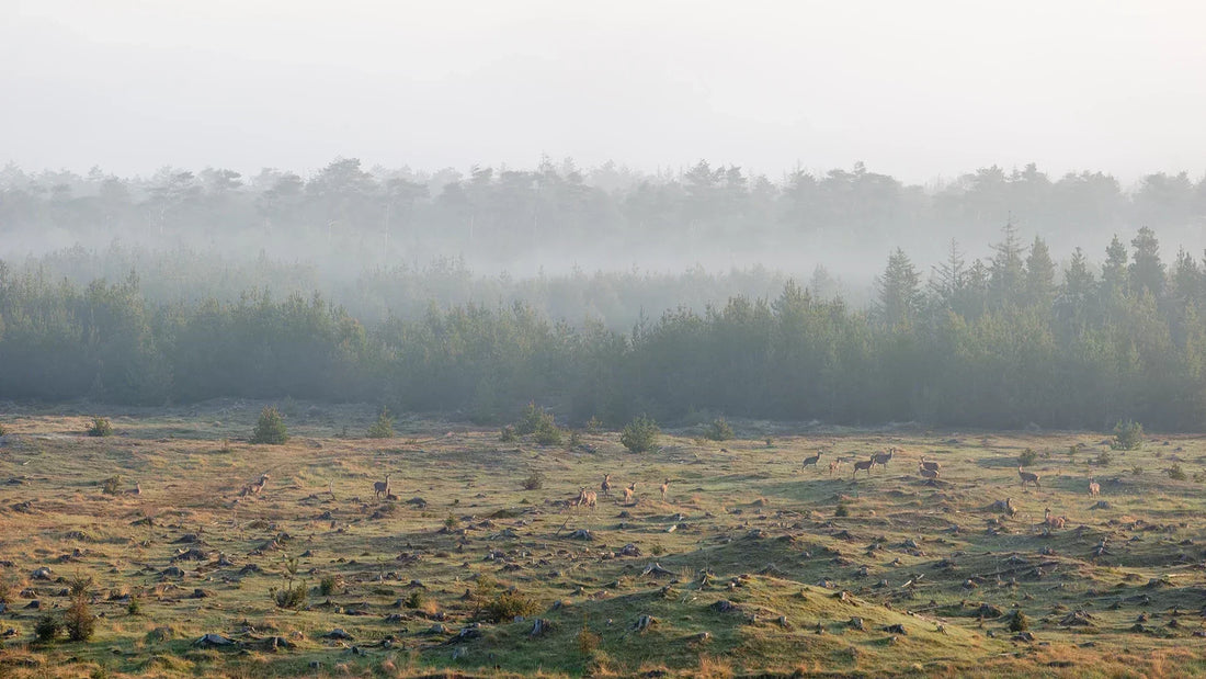Nationalpark Thy, Danmarks Vildeste Natur