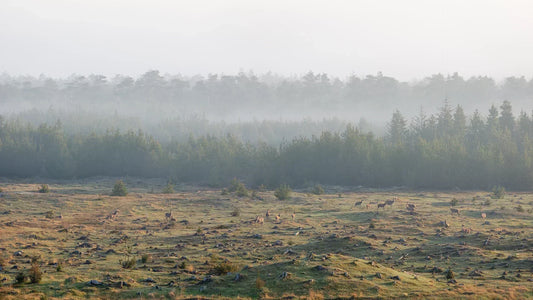 Nationalpark Thy, Danmarks Vildeste Natur