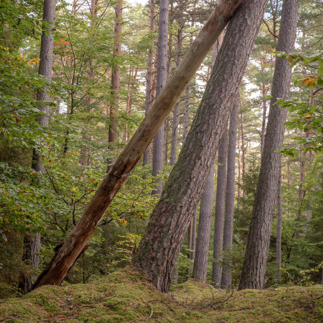 Tisvilde og Tisvildeleje plakater – Natur og kystmotiver | Foto Factory