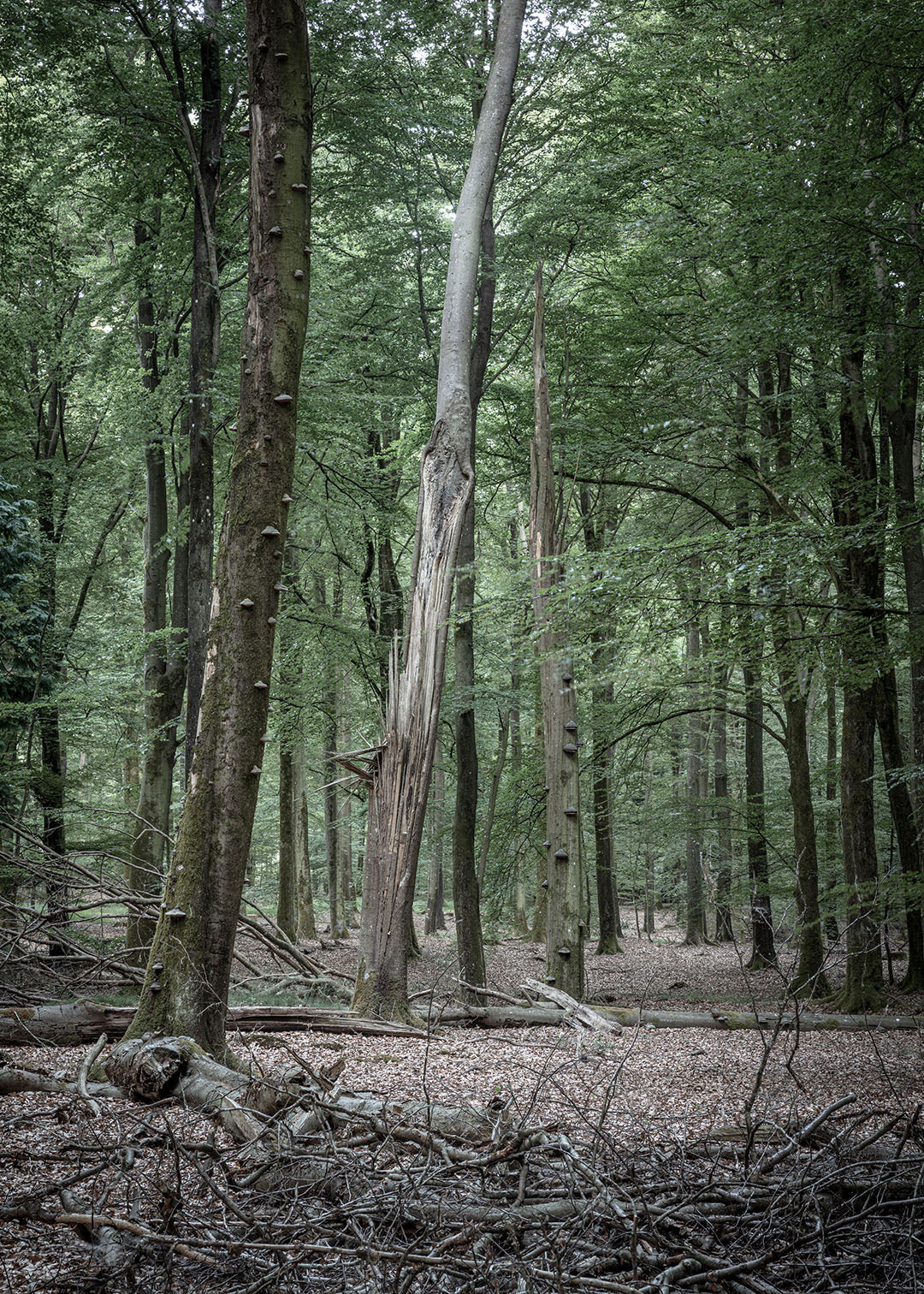 Vesterskoven fotografi Silkeborg