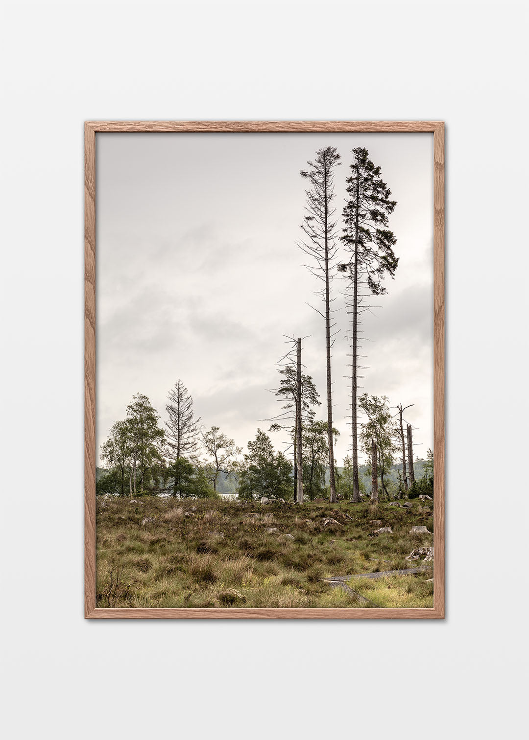 Dansk Skovsø plakat