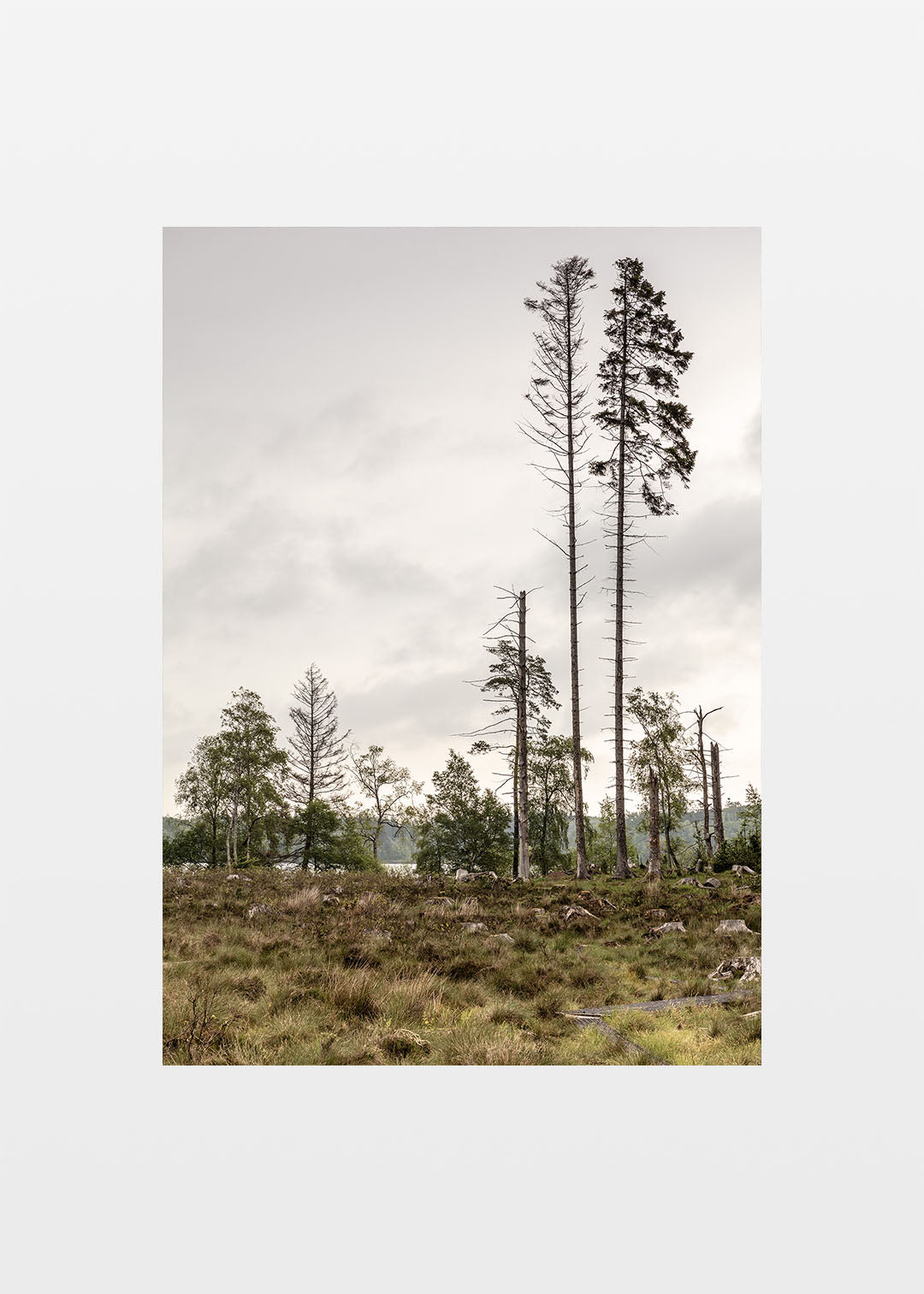 Dansk Skovsø plakat