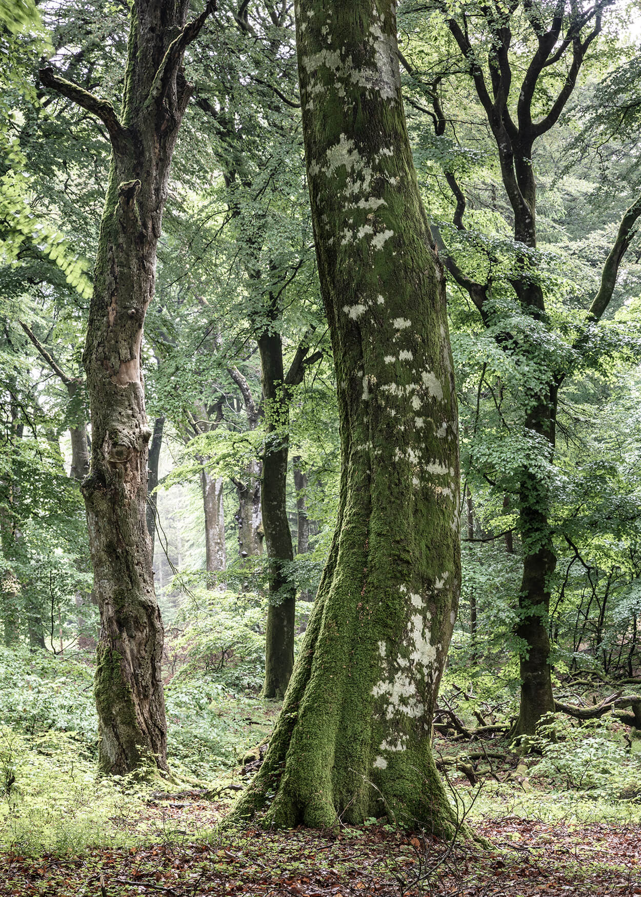 Fotografie af Rold Skov