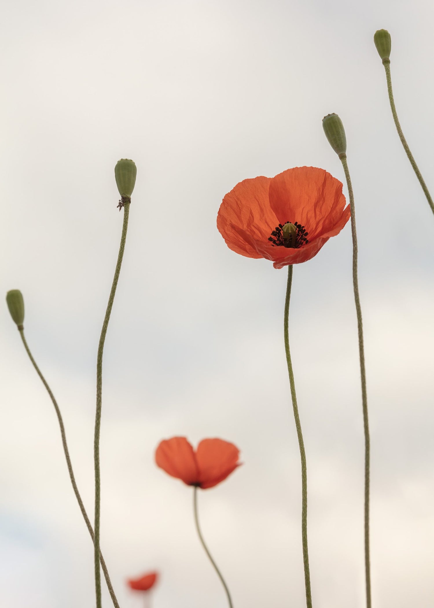 Valmue plakat blomst