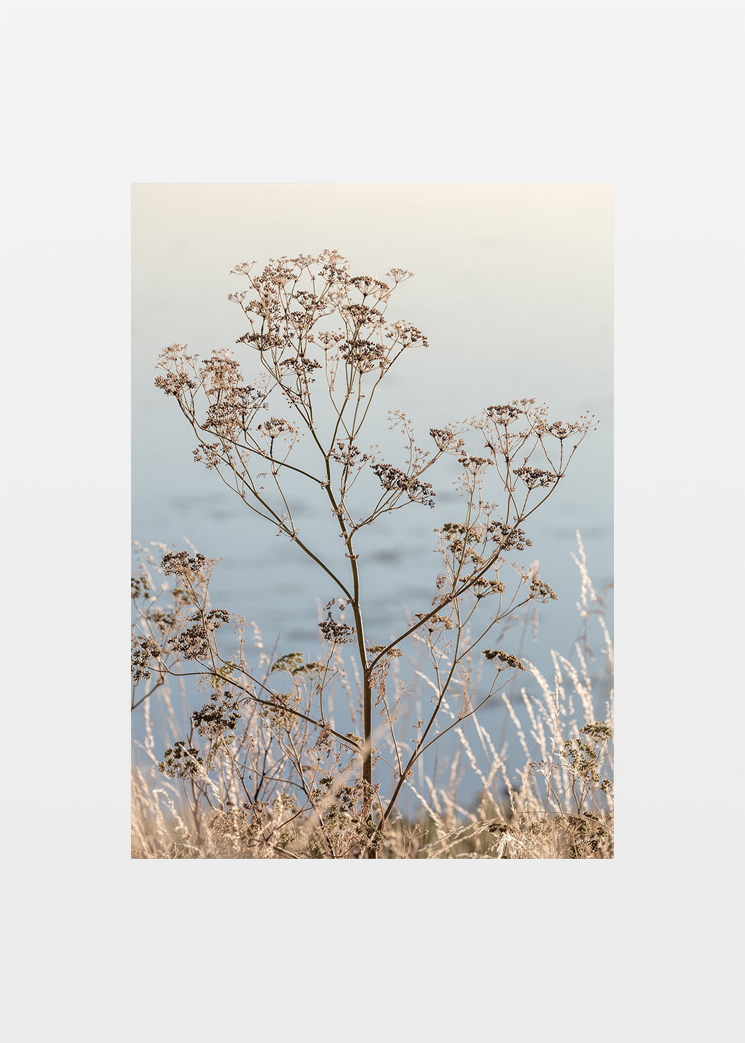 Gylden Skærmplante Plakat