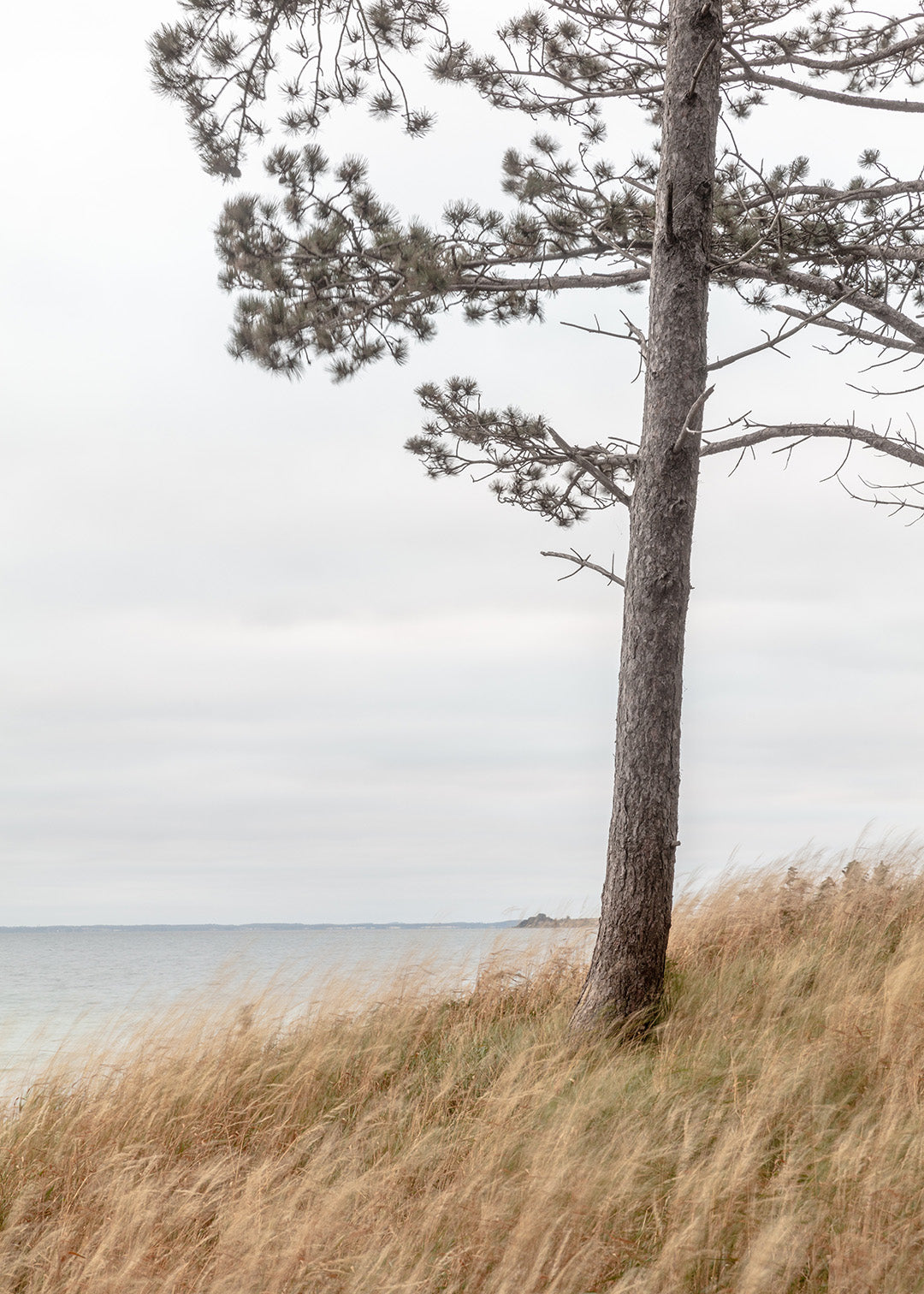 Orø plakat - Fotografi af tyrretræ langs kyststien