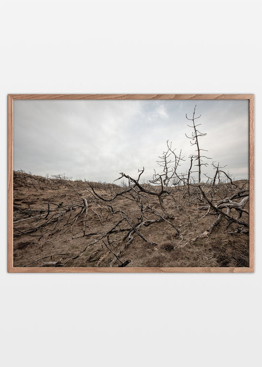 Klithede plakat, et fotografi fra nationalpark Thy