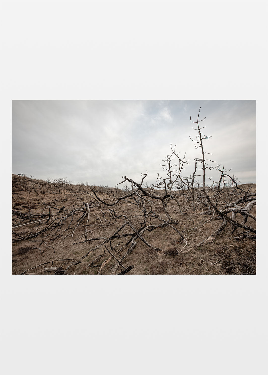 Klithede plakat, et fotografi fra nationalpark Thy