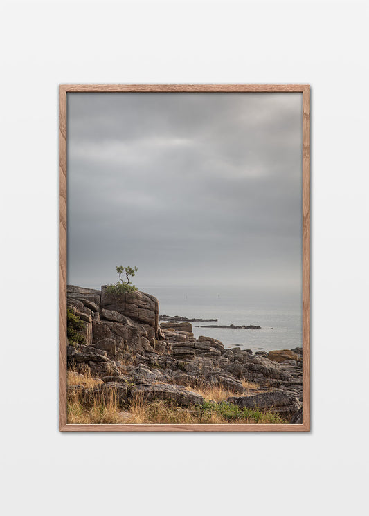 Bonsai klippe plakat Bornholm