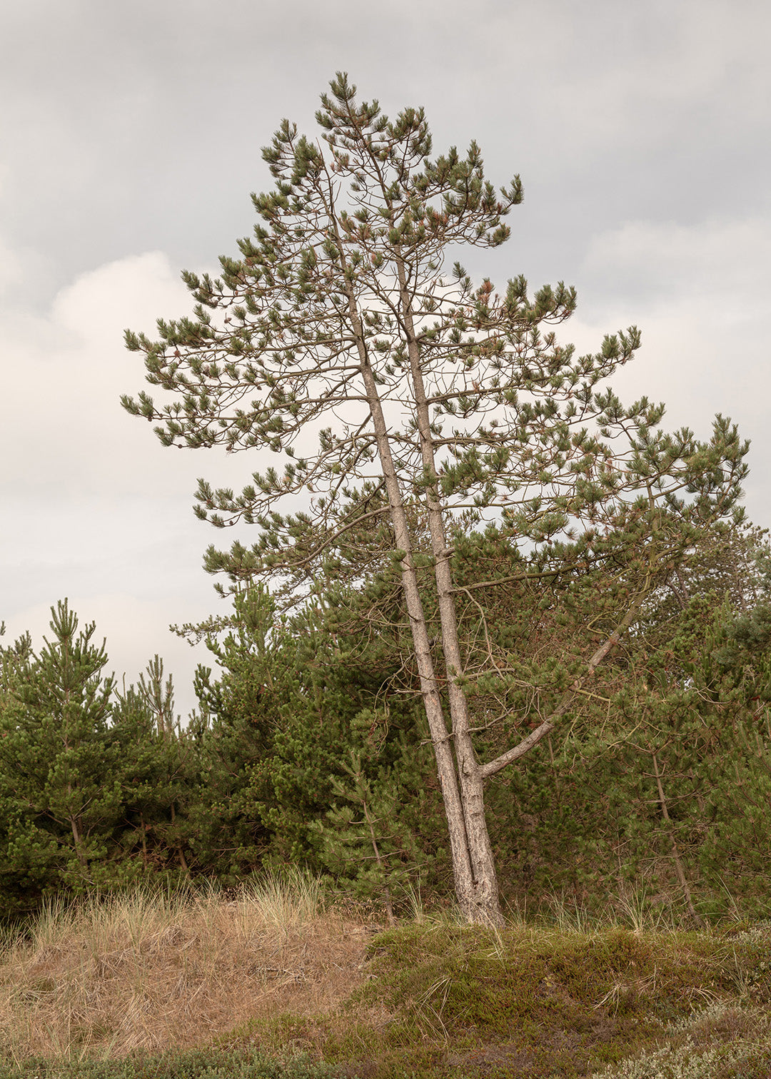 Fotografi af træ i Nationalpark Thy