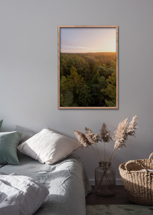 Tisvilde Hegn plakat – Solnedgang over fyrretræerne | Foto Factory