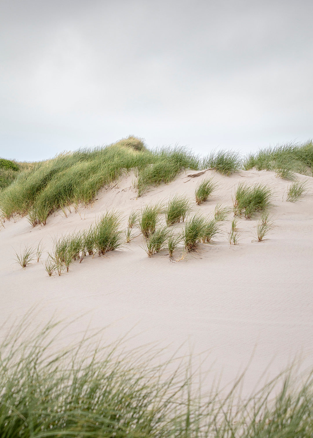 Lyse sandklitter med klitgræs ved Hvide Sande på den jyske vestkyst