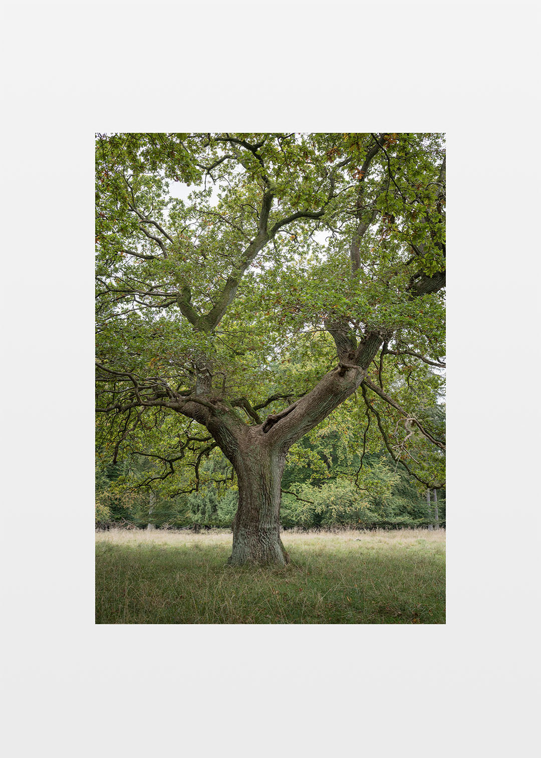 Naturplakat med et gammelt egetræ fra Jægersborg Dyrehave.