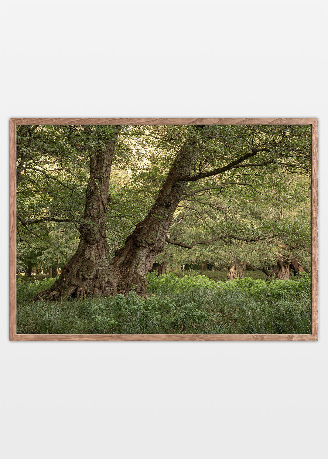 Gamle træer plakat – Skov i Dyrehaven