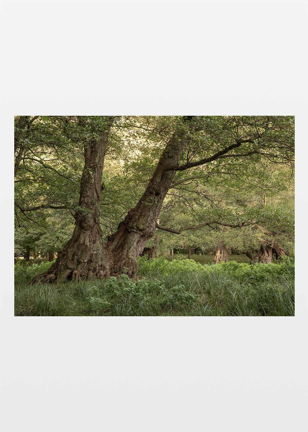 Gamle træer plakat – Skov i Dyrehaven