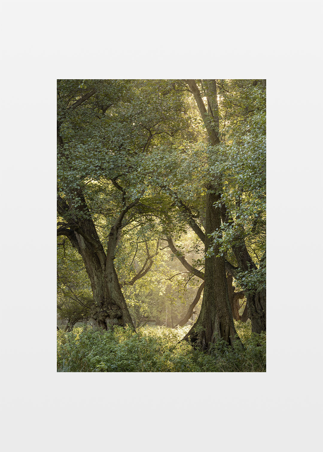 Originalt skovfotografi med grønne nuancer.