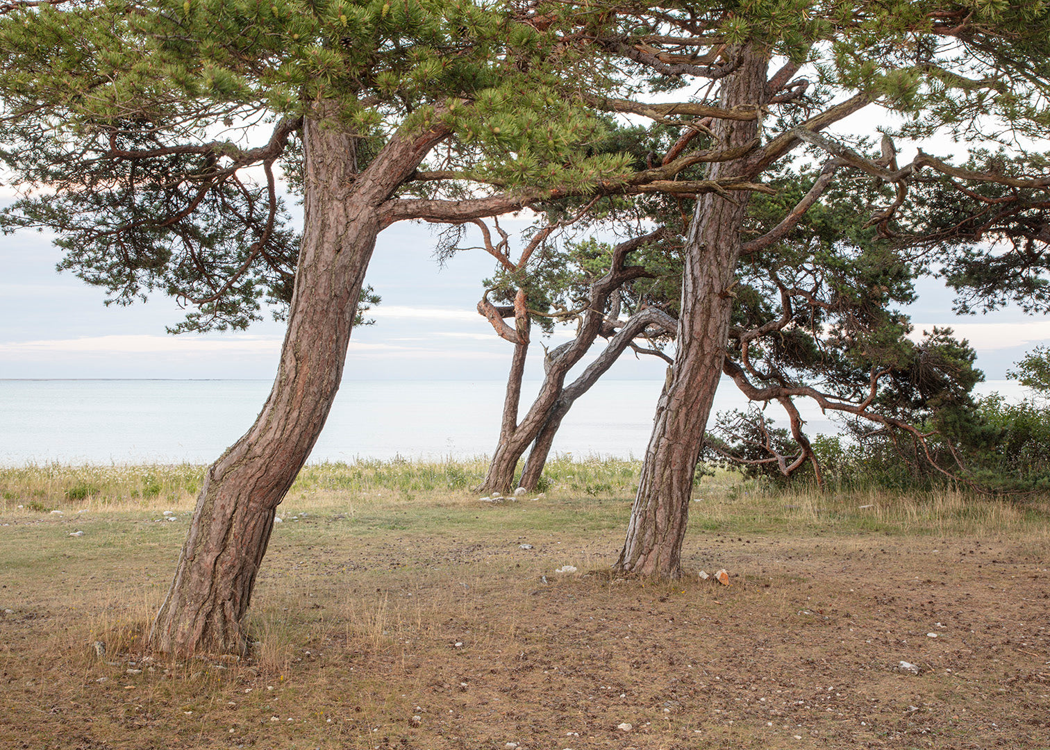 Fotokunst af fyrretræer ved Grogarnsberget, Gotland, Sverige – Foto Factory