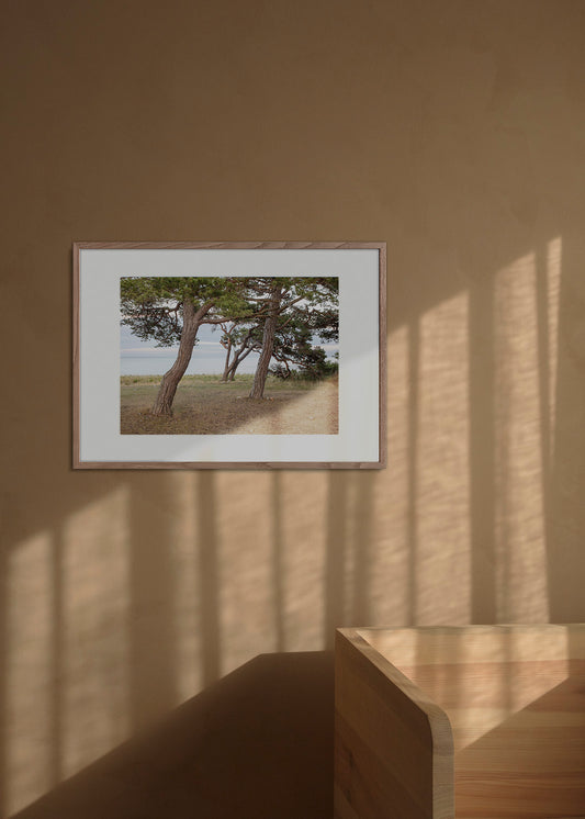 Fotografisk plakat af fyrretræer ved Grogarnsberget, Gotland, Sverige – Foto Factory