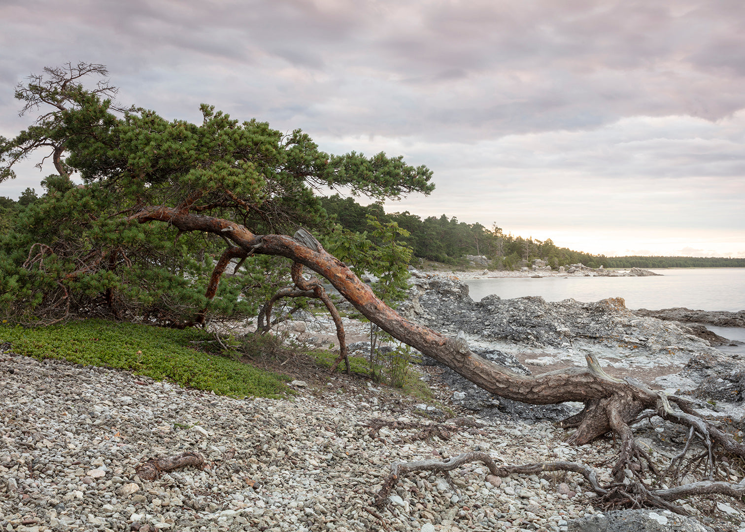 Fotografisk plakat af kystlandskab nord for Ljugarn i vandret format, Gotland, Sverige – Foto Factory