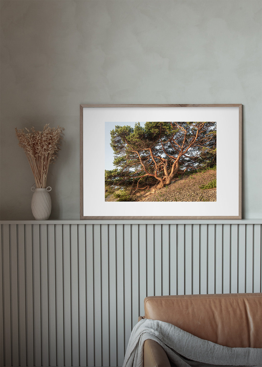 Vandret plakat af snoet fyrretræ i morgensol ved Grogarnsberget, Gotland – Foto Factory
