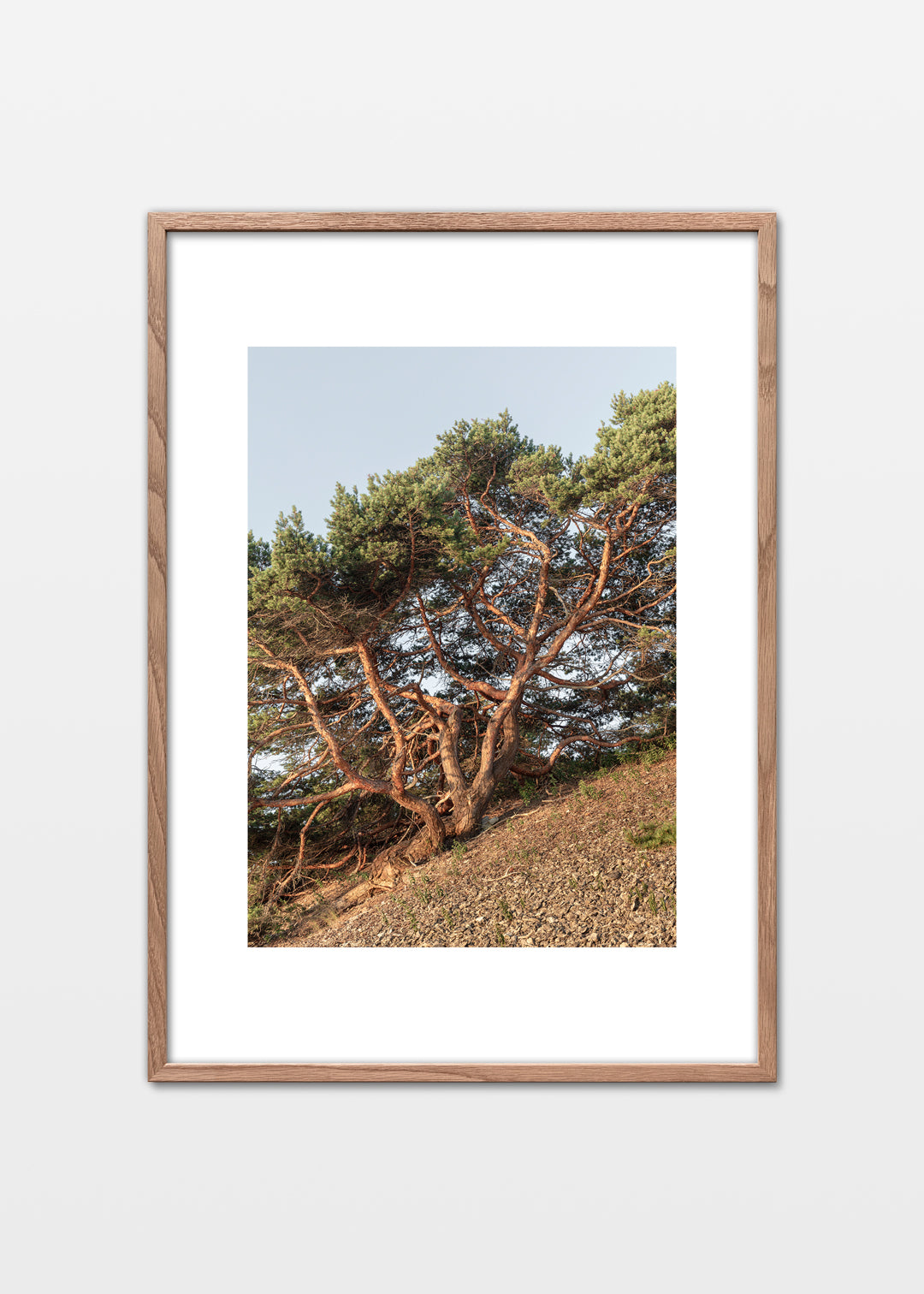 Plakat af fyrretræ i morgensol ved Grogarnsberget, Gotland – Foto Factory