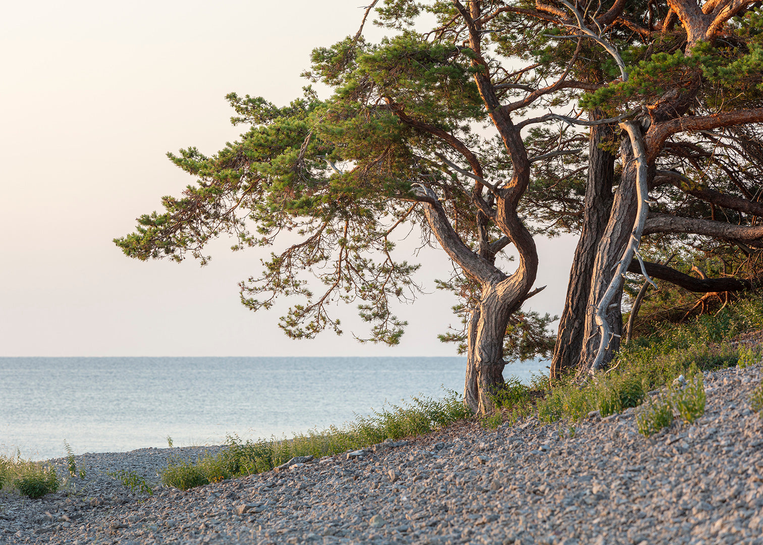 Fyrretræer i morgenlys ved stenkysten på Grogarnsberget, Gotland.
