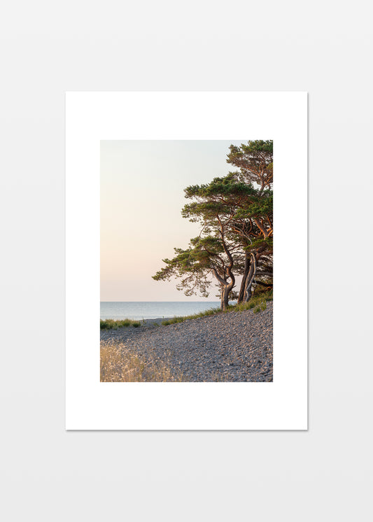 Fyrretræer i solopgang ved stenkysten på Grogarnsberget, Gotland.